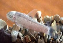 淡红墨头鱼是什么鱼？