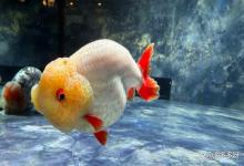 鱼缸水雾蒙蒙的是在建立硝化系统吗？鱼缸水雾蒙蒙的加硝化细菌有用吗？