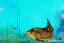 黑坑回锅鲤鱼后天形成的特殊习惯