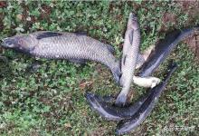 晚春野钓选钓位，白天晚上不一样，不只深浅远近有变化