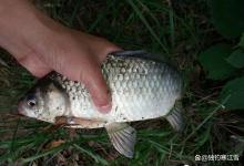 别再迷信红虫了！谷雨前换成这2种土饵，小杂鱼不闹，专攻斤鲫！