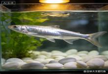 野钓钓上这条“颜值担当”，若不是大肚子，放鱼缸养绝对惊艳