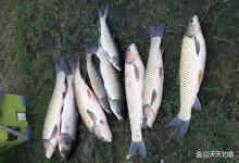 野钓大草鱼，这些谷物都好使，随便一种都能狂口