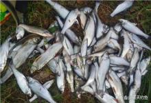 晚春钓翘嘴，最强手竿钓法，不是全飞铅，也不是包食钓