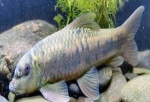 西藏墨头鱼是什么鱼？