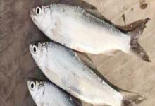 似鳊是什么鱼？