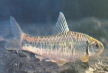 江西鳈是什么鱼？