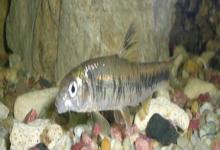 川西黑鳍鳈是什么鱼？