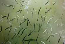 初夏小鱼闹窝烦死了？老钓友偷偷用这两款饵料，大鲫大鲤连竿到手软