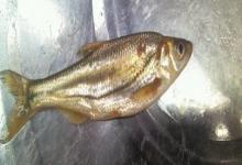 四川华鳊是什么鱼？