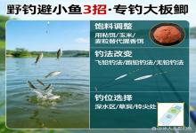 野钓小鱼闹窝疯？3招精准避杂，专守大板鲫，新手也能稳上鱼