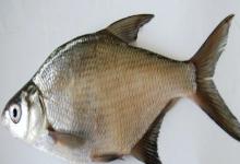 东方欧鳊是什么鱼？