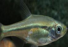 多鳞华鳊是什么鱼？