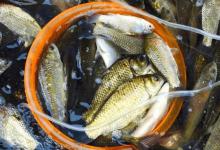 真心劝！钓鲫鱼别买饵了，家里3样“废品”一拌，鱼护直接装满