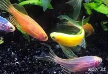 鱼缸有泡沫还有腥味怎么办？夏季鱼缸泡沫变多、腥臭味加重怎么办？