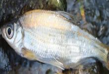 大眼华鳊是什么鱼？