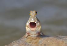 “太好吃了”是原罪？花了3亿年才上岸的弹涂鱼，终是没躲过广东人的锅！