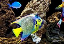 鱼缸亚盐超标下VC有用吗？鱼缸的亚盐为什么那么难降？老手告诉你