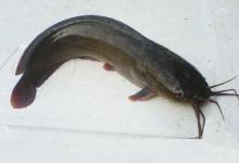 别踩雷！公认最难吃的5种淡水鱼，尤其最后一种，猫都嫌弃