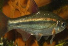 长臀华鳊是什么鱼？