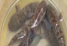 乌塘鳢是什么鱼？