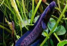 非洲副鳢是什么鱼？