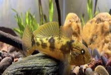 萨氏华黝鱼是什么鱼？