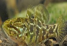 葛氏鲈塘鳢是什么鱼？