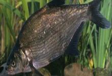 欧鳊是什么鱼？