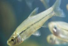 细鳊是什么鱼？