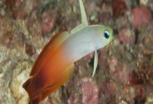 丝鳍线塘鳢是什么鱼？