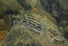 溪鳢是什么鱼？