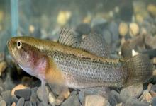 尖头塘鳢是什么鱼？