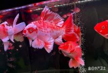 救命！清洗完滤材鱼缸水浑浊怎么解决？这3个原因 解决方法绝了