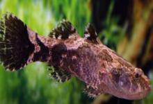 云斑尖塘鳢是什么鱼？