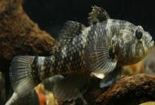 锯嵴塘鳢是什么鱼？