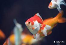 兰寿金鱼烂尾用土霉素管用吗？十年鱼友把护尾经全掏出来了