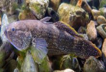 头孔塘鳢是什么鱼？