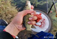 饵料开好先别急着用，藏一晚上再拿出来，钓鱼效果翻倍