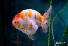 兰寿金鱼烂尾该怎么治疗？烂尾金鱼怎样算治愈了？新手必读哦！