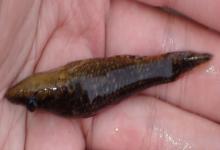 黑斑嵴塘鳢是什么鱼？