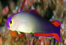 华丽线塘鳢是什么鱼？