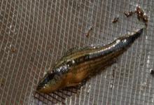 裸首嵴塘鳢是什么鱼？