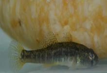 小黄黝鱼是什么鱼？