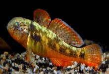 短黄黝鱼是什么鱼？