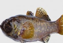 河川沙塘鳢是什么鱼？