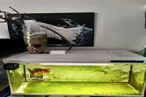 还有不知道鱼缸的水容量,该如何计算吗?一看就会!