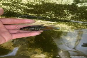 小水沟里不起眼的小鱼，养几天直接“变身”！