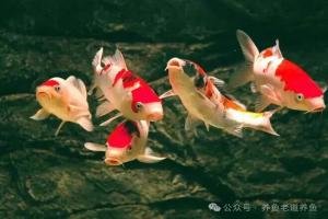 锦鲤鱼沉在缸底不动是怎么回事？都有哪些原因？