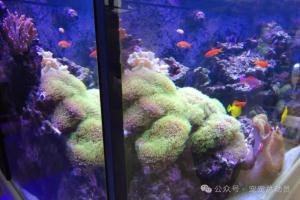 新手养鱼指南：200元预算打造你的首个水族世界